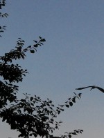 /album/fotogaleria/img-20130803-190007-jpg/